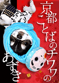 AZUKI the Chihuahua `Japanese Theme`