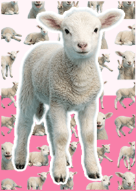 baby sheep Pop Pink