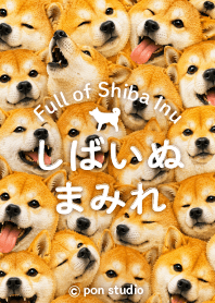 Full of Shiba Inu