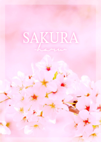 Sakura-Haru- 8