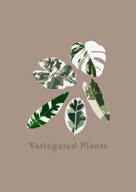 Variegated Plants