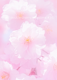 Real double cherry blossom#3-5
