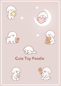 brown Toy Poodle Healing 03_2