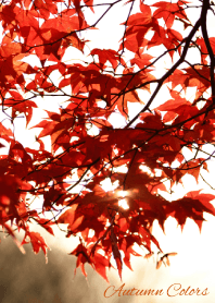 - Autumn Colors - 21