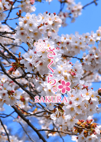 Theme of "Sakura"