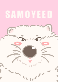 SAMOYEED