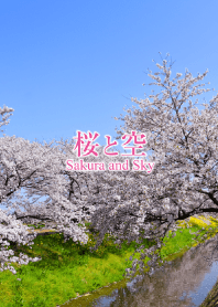 Sakura and Sky