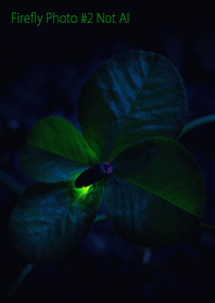 Firefly Photo #2-11 NotAI