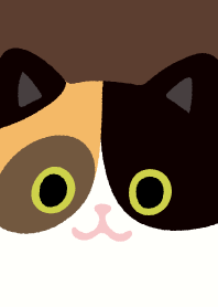 calico cat so cute_brown