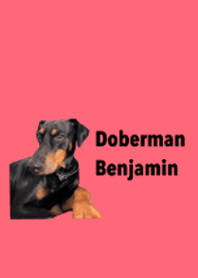 Doberman Theme