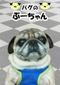 パグのぶーちゃん