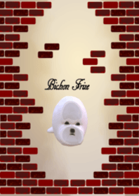 Bichon Frize Theme vo1