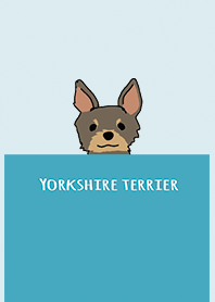 Blue : Yorkshire terrier