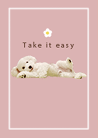 pink x brown (toy poodle)