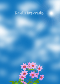 Dahlia imperialis