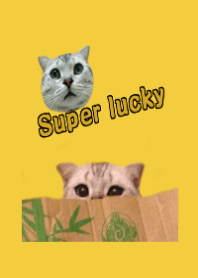 Syper lucky(Vigor yellow)