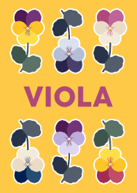 Viola.