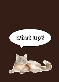 Counselor's Cat on brown