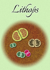 Lithops