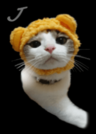 ling's cat Theme