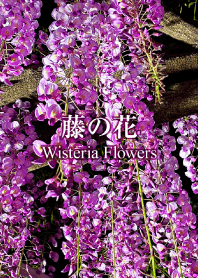 "Wisteria flowers 8" theme