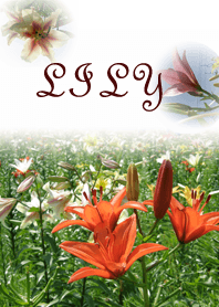 Lilys