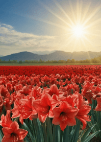 お洒落なアマリリスの花畑