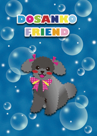 [toy poodle/Black] AQUA