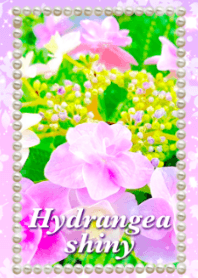 Hydrangea shiny