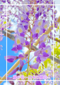 Wisteria flowers - Japanese scenery2