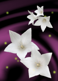 White chinese bellflower ~白桔梗~