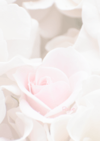 Rose Theme 10