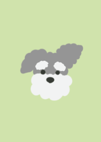 シュナウザーのふう太