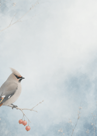 Waxwing Coral Berry Morning Mist