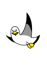 Black-tailed Gull 1 JPN 2021