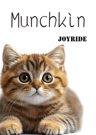 Munchkin cat*