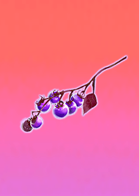 夏トマトパープル3