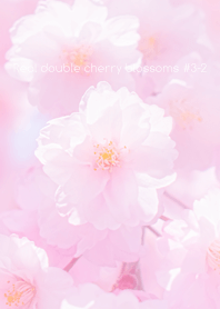 Real double cherry blossom #3-2