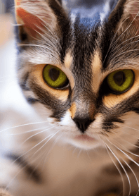 nyanko great runaway#mhsak025