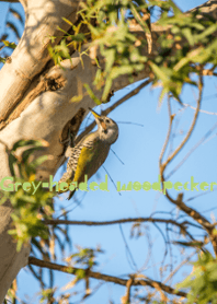 Grey-headed woodpecker ver.2