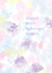 Season when hydrangea blisters