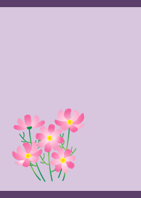 Pink cosmos on purple