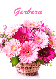 "Gerbera vol.12" theme