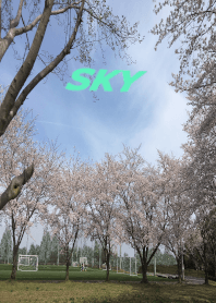 Sky12 春： 桜咲く