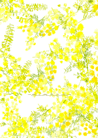 Spring color flowers -mimosa natural-