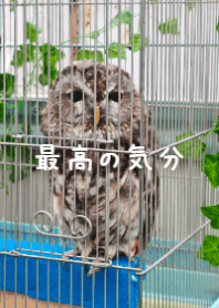 Owl's Cozy Corner