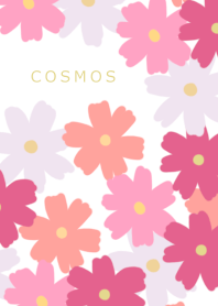 Cosmos pink & white flower