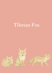 Tibetan Fox on pink & blue