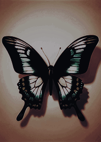 簡約美麗展開翅膀蝴蝶(深咖啡色)