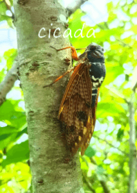 cicada theme